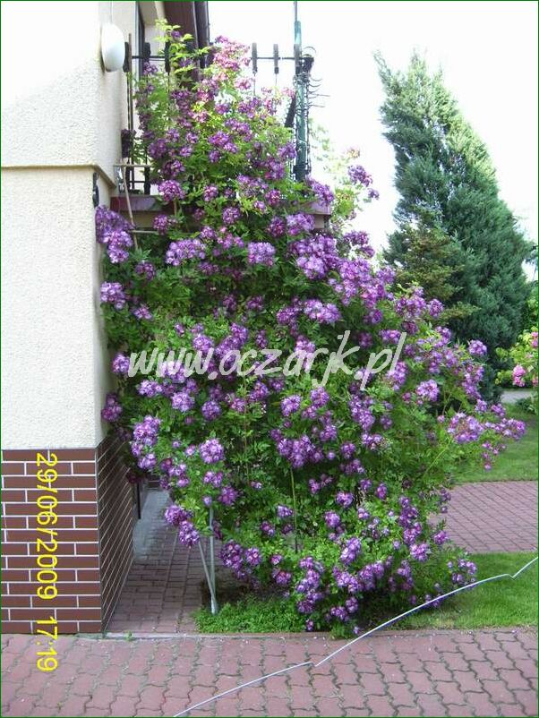 roza_pnaca_fioletowa_violetto_brilanti_24