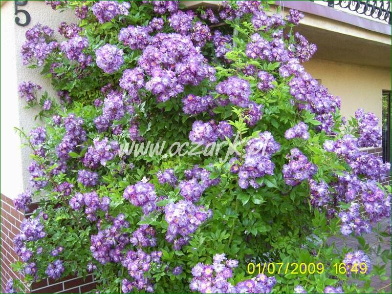 roza_pnaca_fioletowa_violetto_brilanti_25