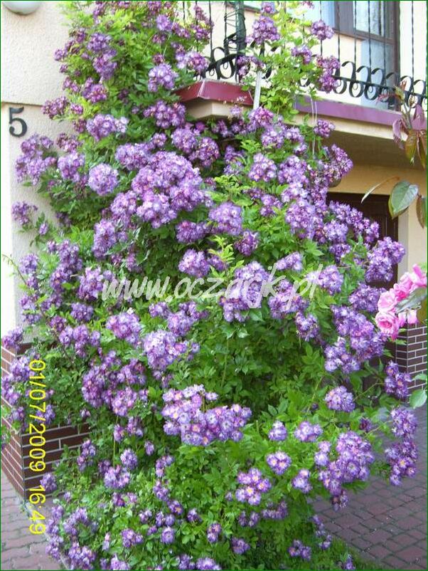 roza_pnaca_fioletowa_violetto_brilanti_26