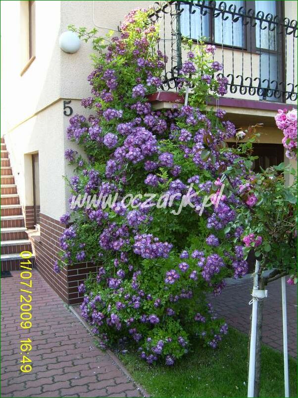 roza_pnaca_fioletowa_violetto_brilanti_27