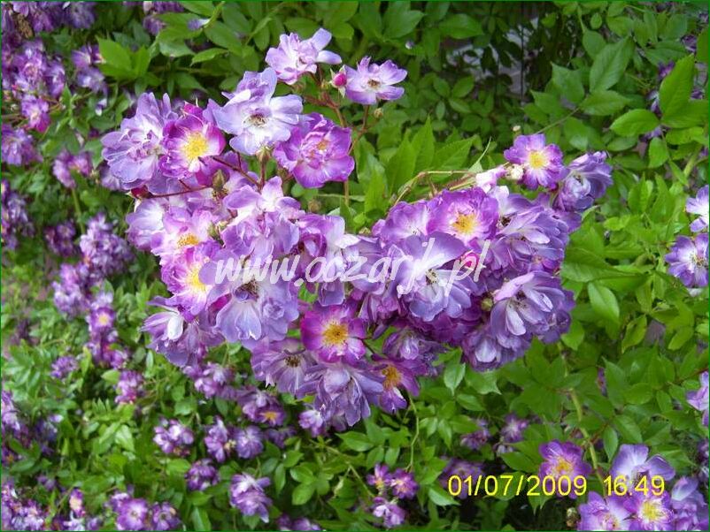 roza_pnaca_fioletowa_violetto_brilanti_28