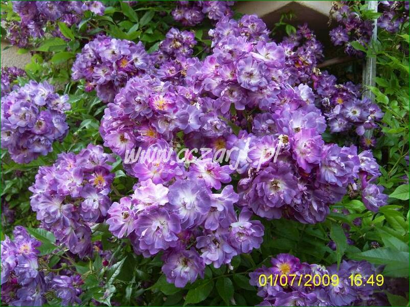 roza_pnaca_fioletowa_violetto_brilanti_29