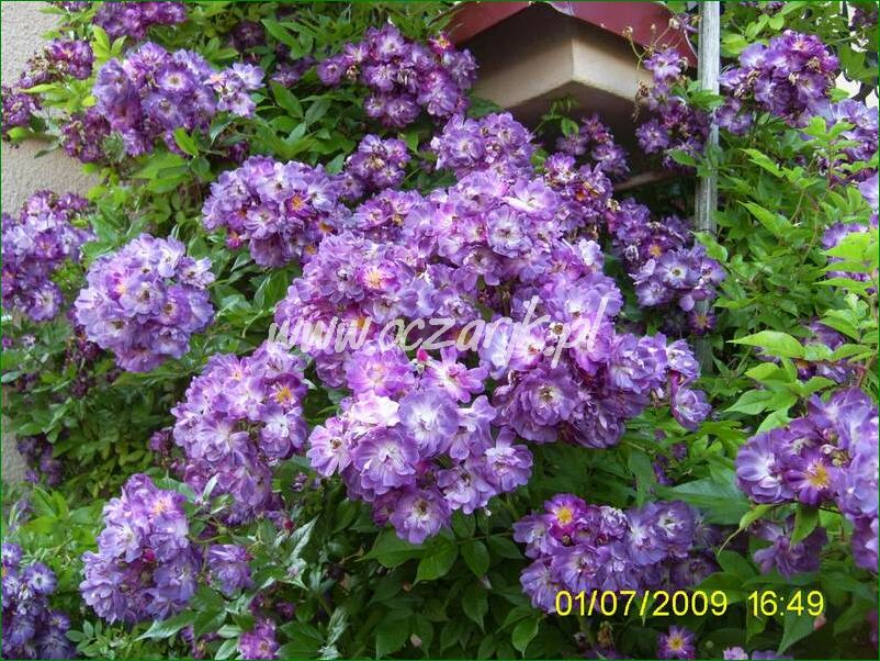 roza_pnaca_fioletowa_violetto_brilanti_30