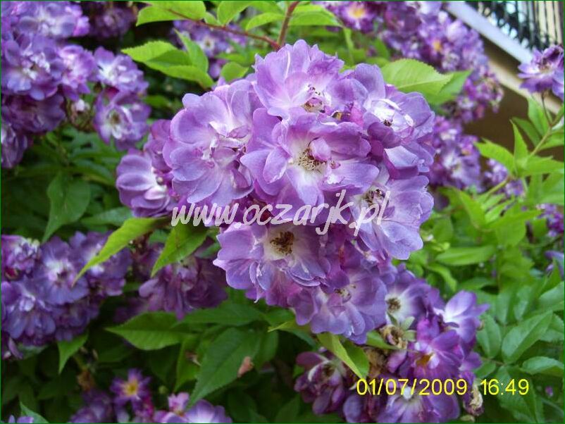 roza_pnaca_fioletowa_violetto_brilanti_31