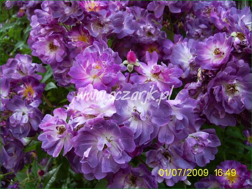 roza_pnaca_fioletowa_violetto_brilanti_32