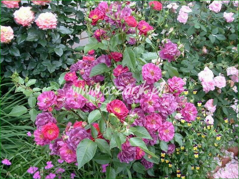 roza_pnaca_fioletowa_violetto_brilanti_33