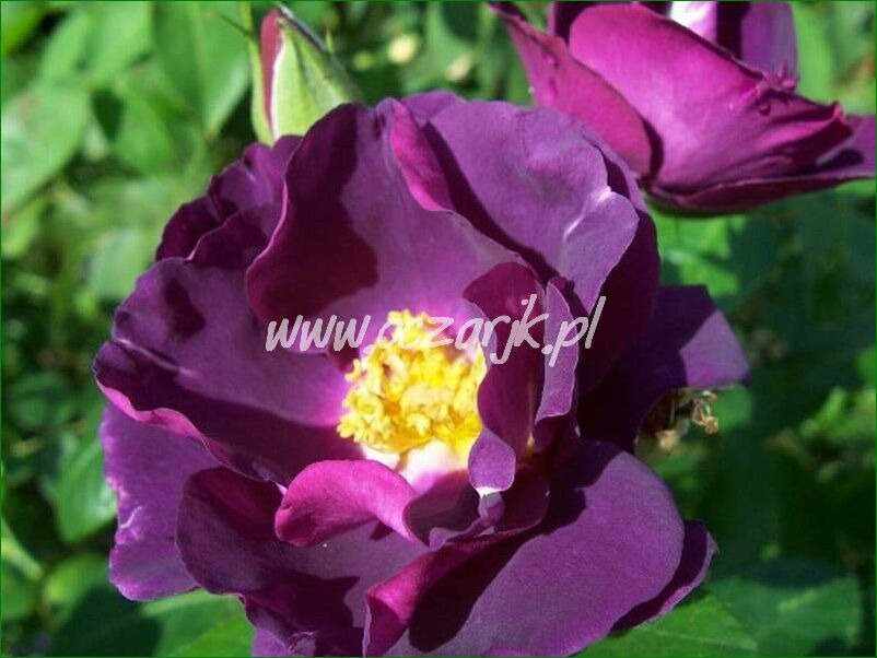 roza_pnaca_fioletowa_violetto_brilanti_35