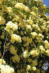 Róża pnąca żółta Golden Perfume, Climbing rose yellow Golden Perfume