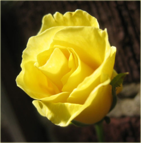 Róża pnąca żółta Golden Showers climbing rose yellow Golden Showers