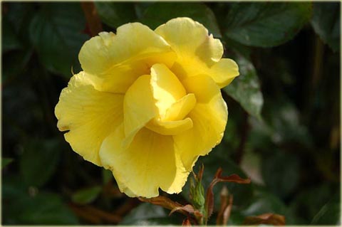 Róża pnąca żółta Golden Showers climbing rose yellow Golden Showers