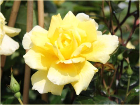 Róża pnąca żółta Golden Showers climbing rose yellow Golden Showers