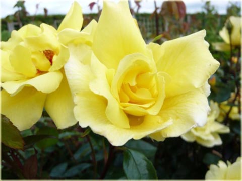 Róża pnąca żółta Golden Showers climbing rose yellow Golden Showers