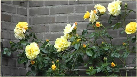 Róża pnąca żółta Golden Showers climbing rose yellow Golden Showers