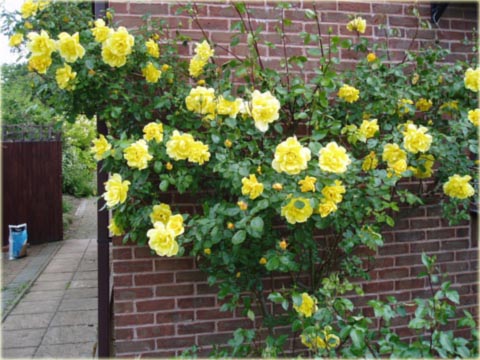 Róża pnąca żółta Golden Showers climbing rose yellow Golden Showers