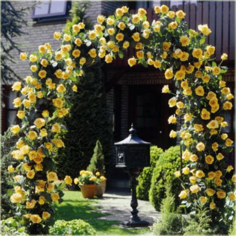 Róża pnąca żółta Golden Showers climbing rose yellow Golden Showers