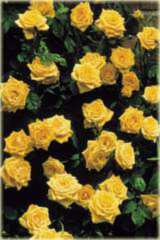 Róża pnąca żółta Golden Showers climbing rose yellow Golden Showers