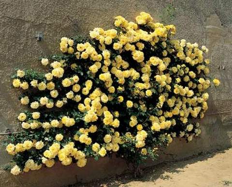 Róża pnąca żółta Goldenstern Climbing rose yellow Goldenstern