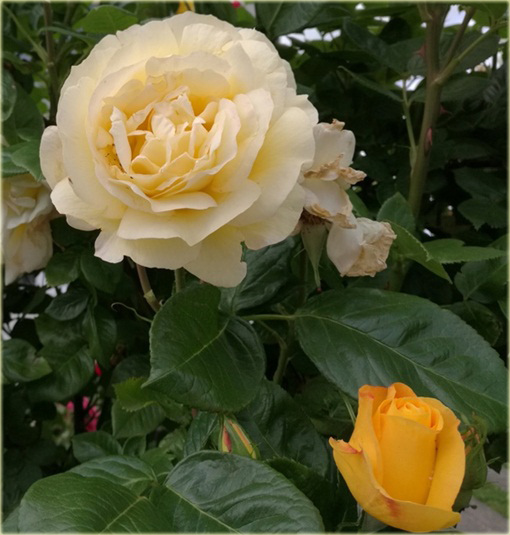 Róża pnąca żółta Goldenstern Climbing rose yellow Goldenstern