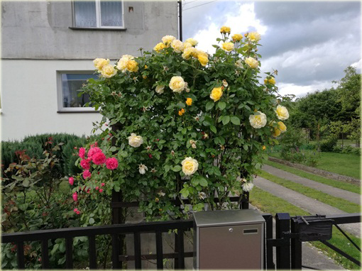 Róża pnąca żółta Goldenstern Climbing rose yellow Goldenstern