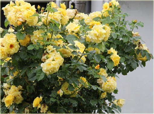 Róża pnąca żółta Goldenstern Climbing rose yellow Goldenstern