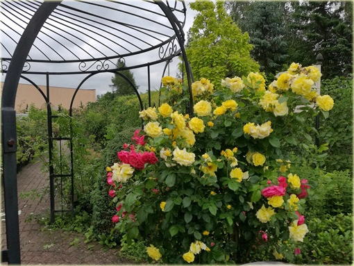 Róża pnąca żółta Goldenstern Climbing rose yellow Goldenstern