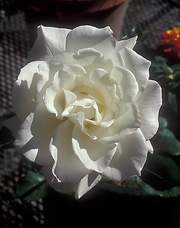 Róża wielkokwiatowa biała Pascali Large flowered white rose Pascali