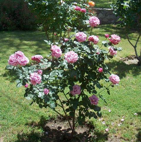 Róża wielkokwiatowa Bel Ange - Large flowered rose Bel Ange
