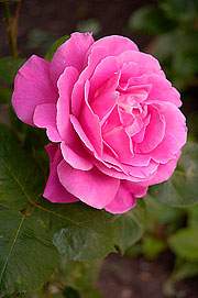 Róża wielkokwiatowa Bel Ange - Large flowered rose Bel Ange